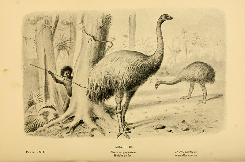 Book illustration