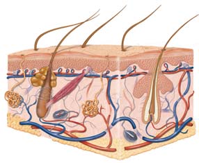 Book illustration
