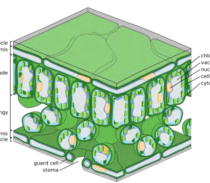 Book illustration